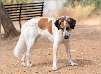 Turrón (Spanien) – wunderschöner Mastín sucht liebevolle Menschen