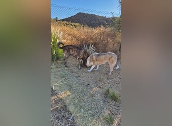 Hermés (Spanien) – sanfter Mastín-Mix sucht Zuhause mit Platz