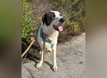 Nina (Spanien) – schüchterne Mastin-Hündin möchte dein Herz erobern