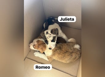Julieta und Romeo