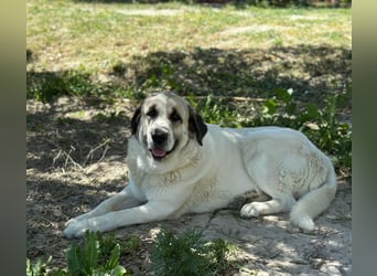 Hermine