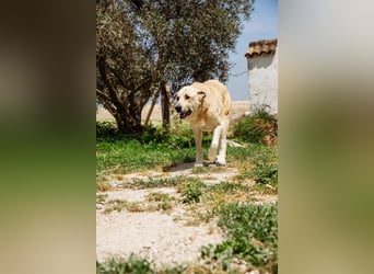 Berta
