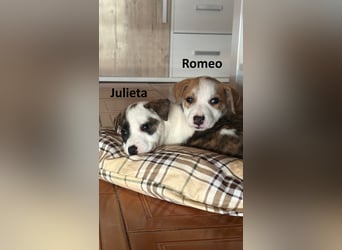 Julieta und Romeo
