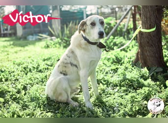 Victor