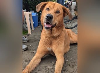 Noa sanfter Riese sucht seine Familie