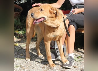 Noa sanfter Riese sucht seine Familie