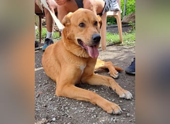 Noa sanfter Riese sucht seine Familie