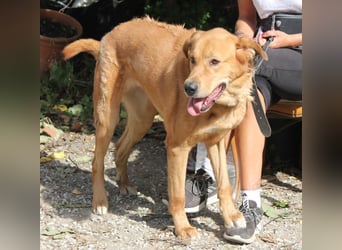 Noa sanfter Riese sucht seine Familie