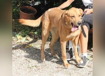 Noa sanfter Riese sucht seine Familie