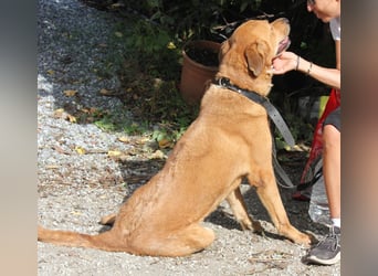 Noa sanfter Riese sucht seine Familie