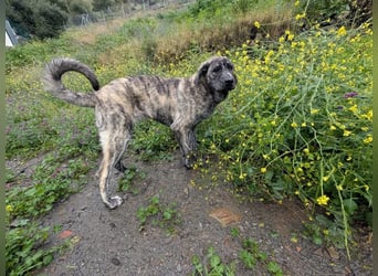 Chanel - das zarte Blümchen