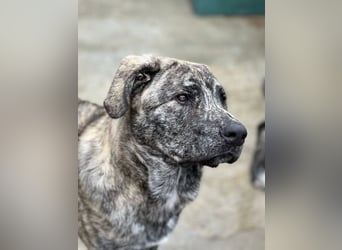 Chanel - das zarte Blümchen