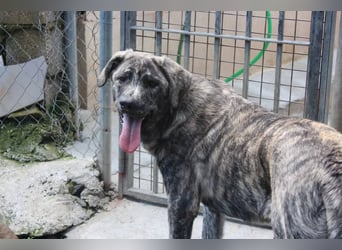 Chanel - das zarte Blümchen