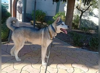 Lope - sanfter Riese im Husky-Look sucht sein großes Glück