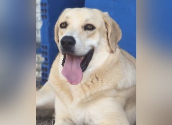 Dolce, ein großes Mädchen sucht ihr Für -immer Zuhause