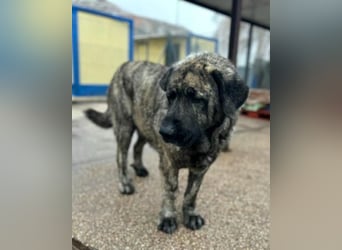 Ness, hofft dass er nochmal Glück hat