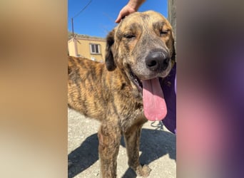 Dino, ein gestromter toller Bube