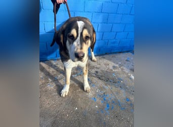 Brioche, ein großer sanfter Riese