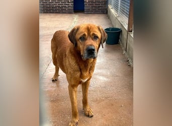 Tommy, ein großer Bär