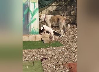 Dulce, findet kleine Hunde super