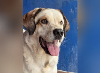 Maya, ein schüchternes großes Mädchen