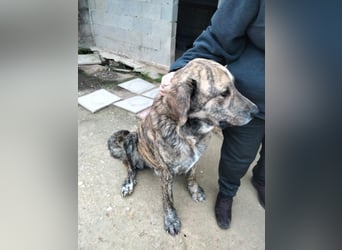 Dino, freundlich und sehr sozial