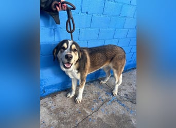 Brioche, ein großer sanfter Riese