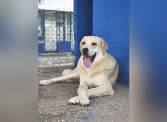 Dolce, ein großes Mädchen sucht ihr Für -immer Zuhause