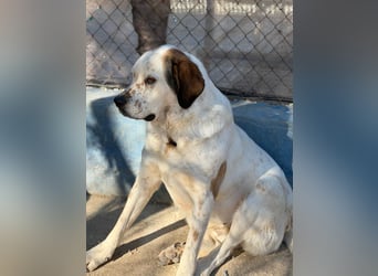 Maya, ein schüchternes großes Mädchen