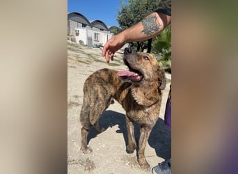 Dino, ein gestromter toller Bube