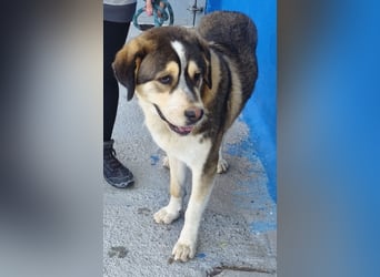 Brioche, ein sanfter Riese sucht sein Für-immer-Zuhause mit großem Körbchen