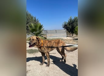 Dino, ein gestromter Kuschelbär