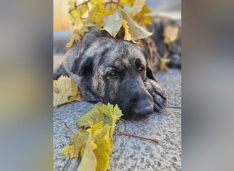 Ness, hofft dass er nochmal Glück hat