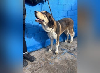 Brioche, ein großer sanfter Riese