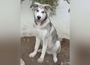 Lope, verschmust, katzenverträglich und aktiv