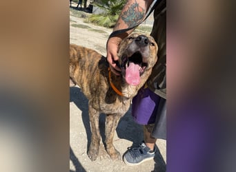 Dino, ein gestromter Kuschelbär
