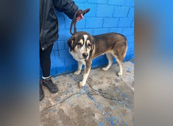 Brioche, ein großer sanfter Riese