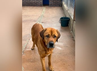 Tommy, ein großer Bär