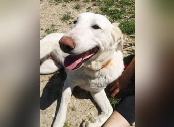 Niebla, unsere große zarte Eisbärin