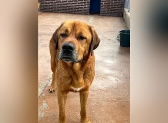 Tommy, brauchst große Hundekumpels