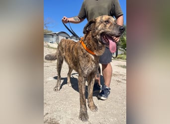 Dino, ein gestromter toller Bube