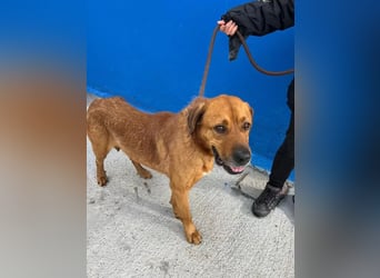 Tommy, brauchst große Hundekumpels