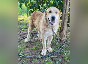 Leon, ein großer sanfter Bär