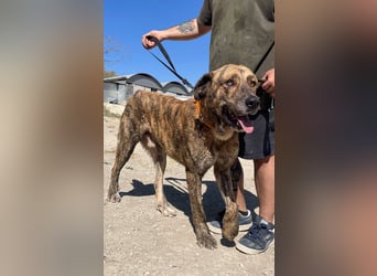 Dino, ein gestromter toller Bube