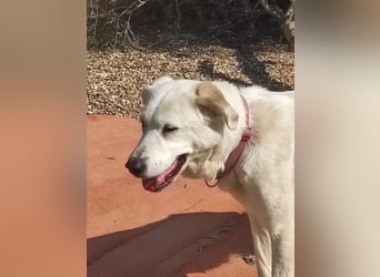 Dulce, findet kleine Hunde super