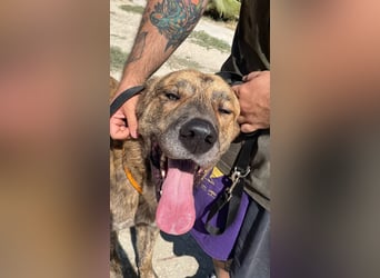 Dino, ein gestromter toller Bube