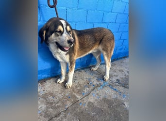 Brioche, ein großer sanfter Riese