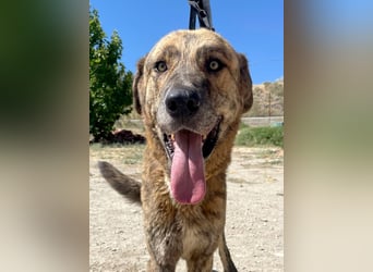 Dino, ein gestromter toller Bube