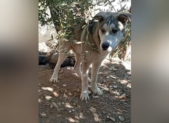 Lope - sanfter Riese im Husky-Look sucht sein großes Glück