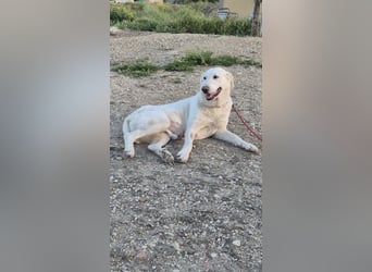 Niebla, unsere große zarte Eisbärin